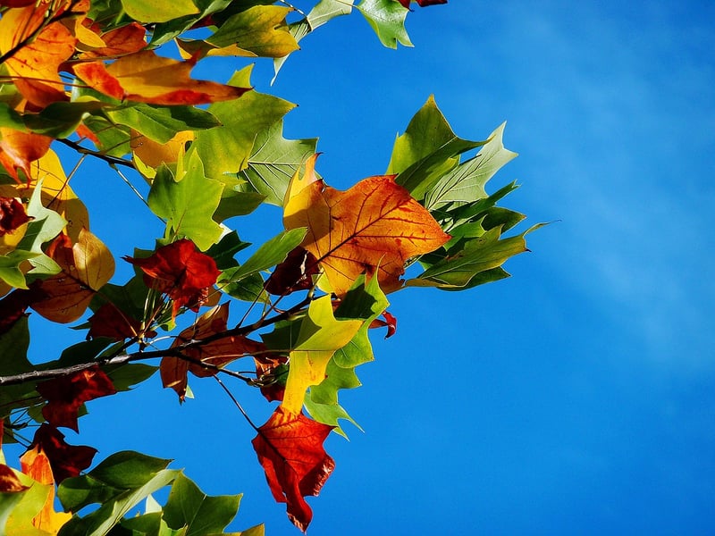 Fall Garden