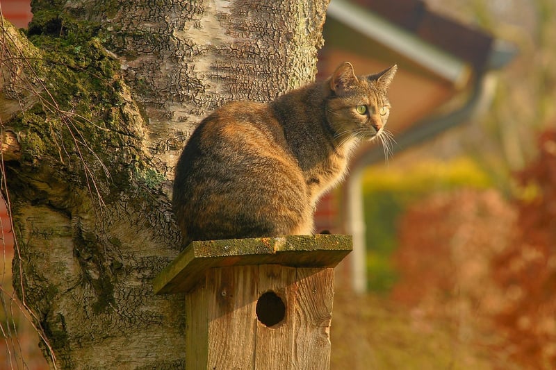 Artisan Birdhouses