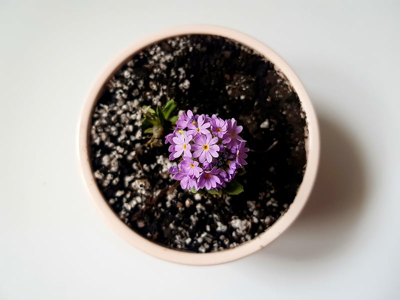 Flower Pot