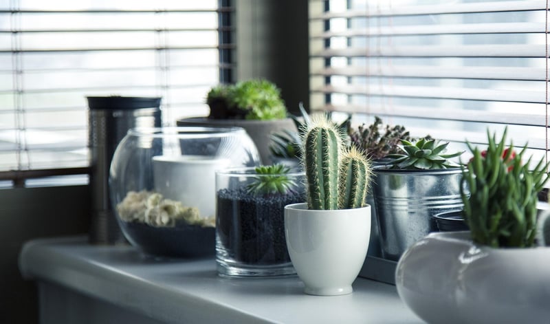 Succulent Arrangement